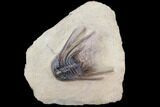 Kettneraspis Trilobite - Lghaft, Morocco #86388-1